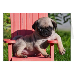 EE. UU., California. Cachorro de pug encorvado
