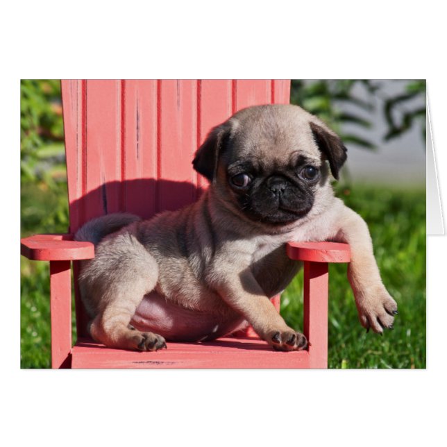 EE. UU., California. Cachorro de pug encorvado (Anverso (Horizontal))