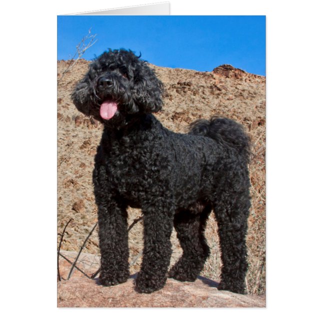 EE. UU., California. Labradoodle de pie (Frente)