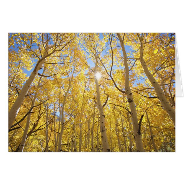 EE. UU., California, Montañas de Sierra Nevada. Ot (Anverso (Horizontal))