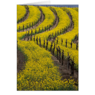 EE. UU., California, Napa Valley, Los Carneros Ava