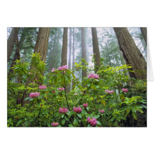 EE. UU., California, Parque Nacional Redwood. Rhod