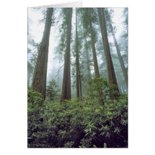 EE. UU., California, Redwood NP. La niebla filtra 
