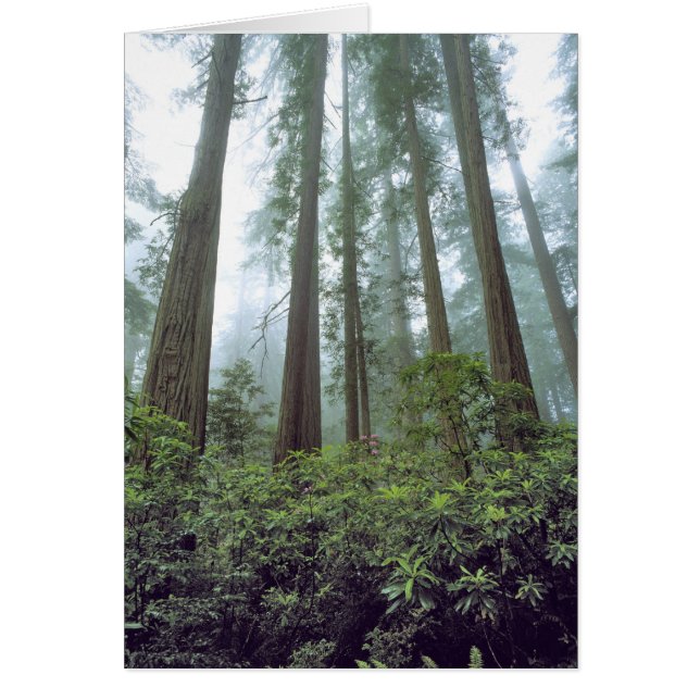 EE.UU., California, Redwood NP. La niebla filtra e (Frente)