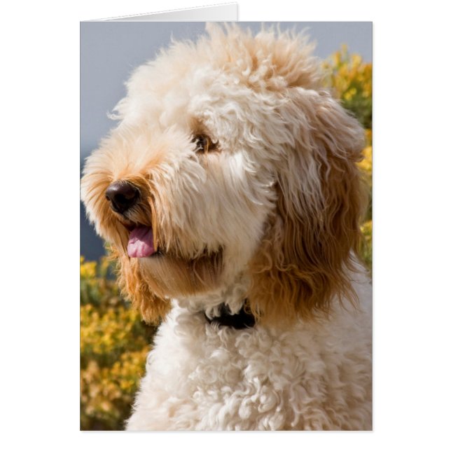 EE.UU., California. Retrato De Labradoodle 3 (Frente)