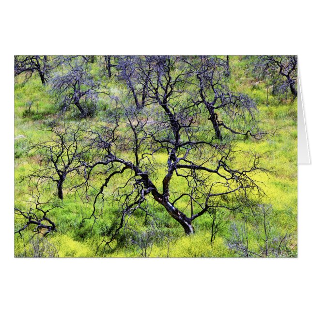 EE.UU., California, San Diego. Un bosque de encino (Anverso (Horizontal))