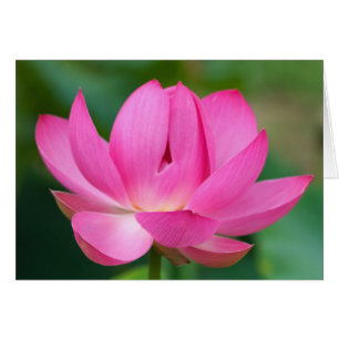 EE.UU.; Carolina del Norte; Flor de Lotus