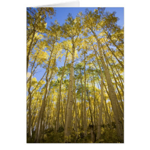 EE. UU., Colorado, Álamos Temblones de Otoño a lo