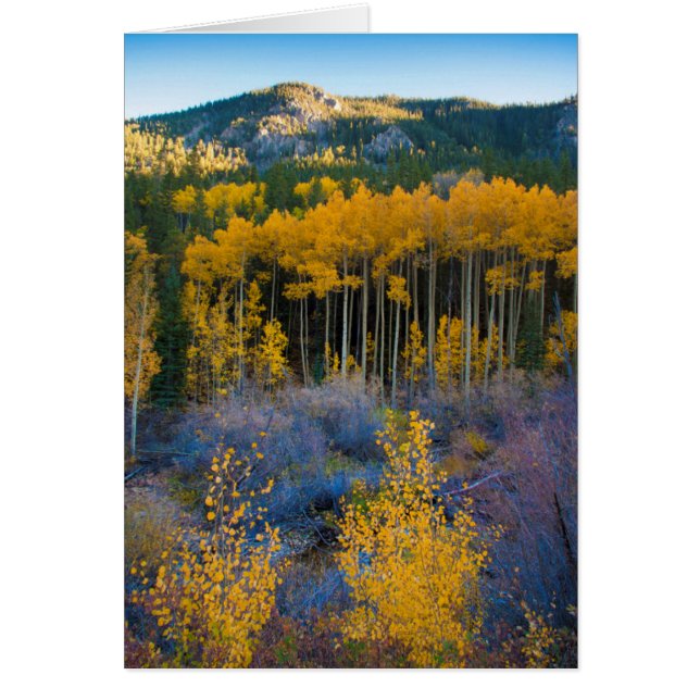 EE.UU., Colorado. Aspenos amarillos brillantes en  (Frente)