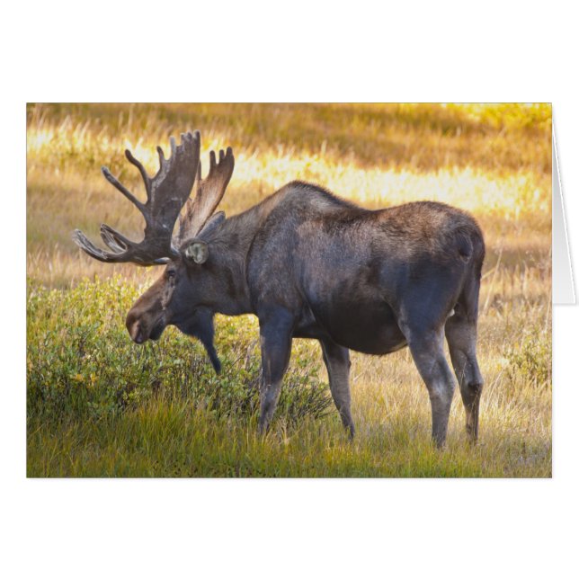 EE. UU., Colorado, Cameron Pass. Alce macho (Anverso (Horizontal))