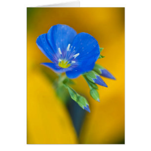 EE.UU., Colorado. Cierre del geranio del cárter