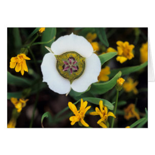 EE. UU., Colorado. Mariposa tulipán