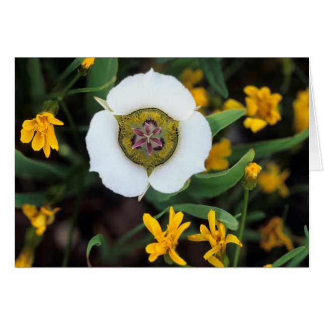 EE.UU., Colorado. Tulip de Mariposa (Anverso (Horizontal))