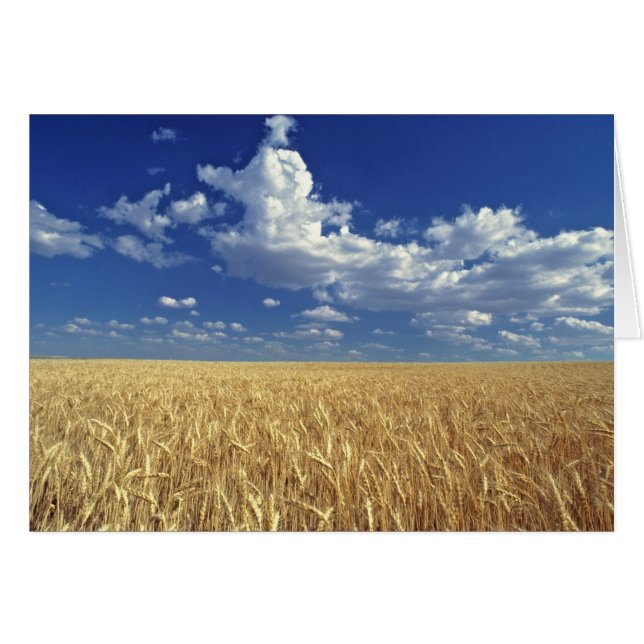 EE. UU., Estado de Washington, Colfax. Trigo madur (Anverso (Horizontal))