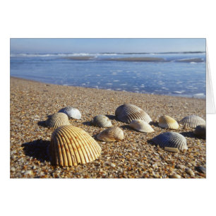 EE. UU., Florida, conchas marinas costeras