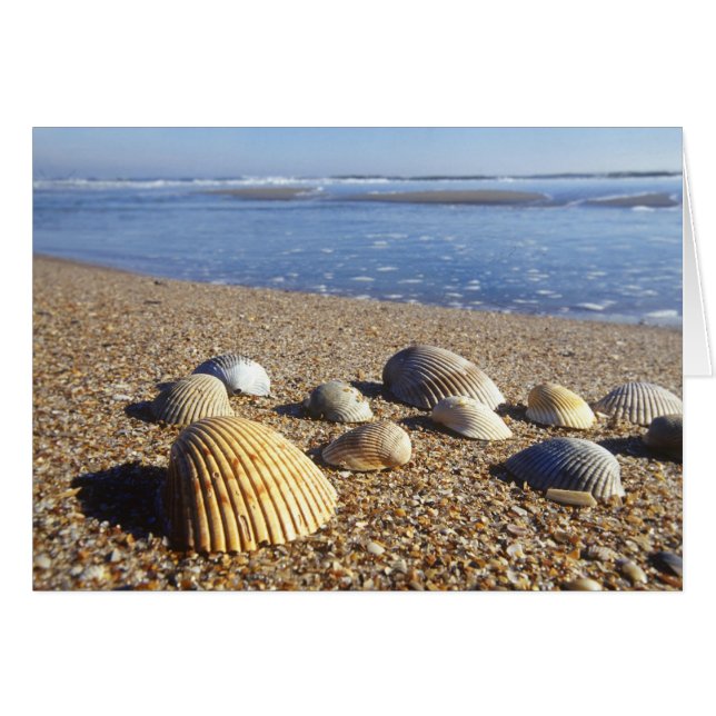EE. UU., Florida, conchas marinas costeras (Anverso (Horizontal))