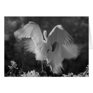 EE. UU., Florida, Gran Garza Blanca (Ardea alba) i