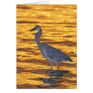 EE.UU., Florida, San Petersburgo, Parque Fort De S