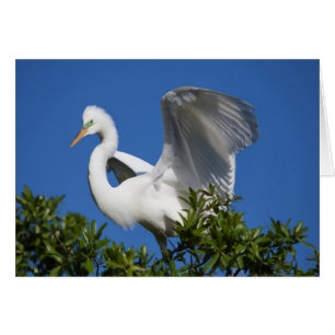EE.UU., Florida, St. Augustine, Egret
