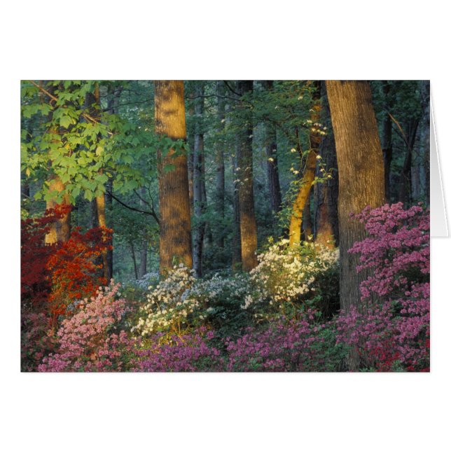 EE. UU., Georgia, Callaway Gardens, bosque de azal (Anverso (Horizontal))