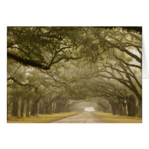 EE. UU., Georgia, Savannah, Un camino bordeado de
