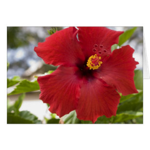 EE. UU., Hawái, Oahu. El Hibisco es el