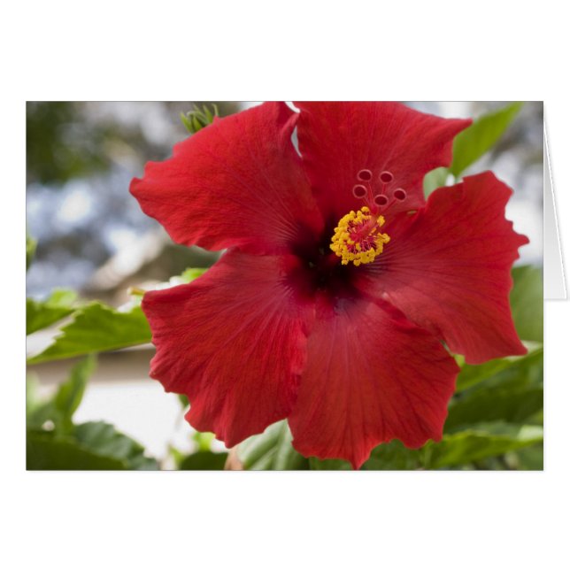 EE. UU., Hawái, Oahu. El Hibisco es el (Anverso (Horizontal))