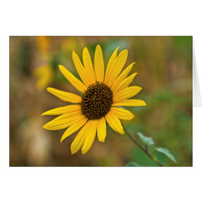 EE. UU., Kansas. Girasol silvestre (Anverso (Horizontal))