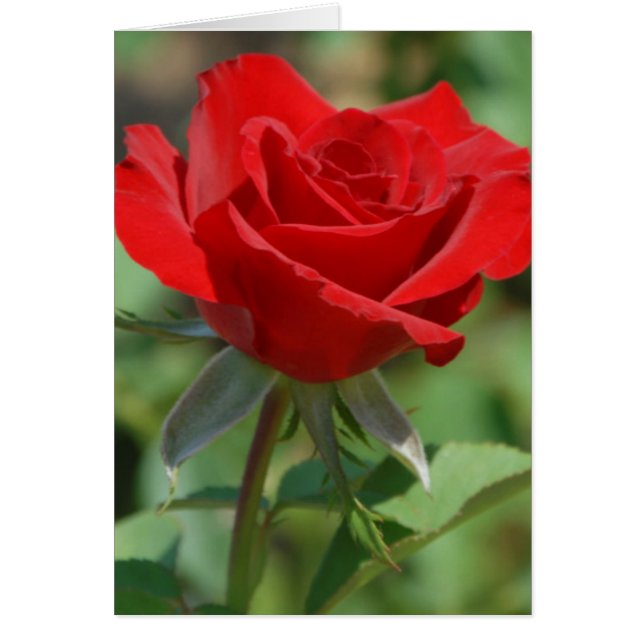 EE. UU., Kansas, Rosa Roja (Frente)