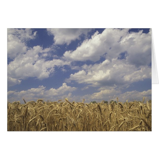 EE.UU., Kentucky, Louisville. Cultivo de trigo y (Anverso (Horizontal))