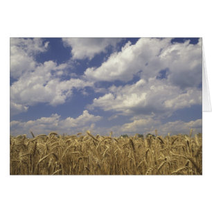 EE.UU., Kentucky, Louisville. Cultivos de trigo y