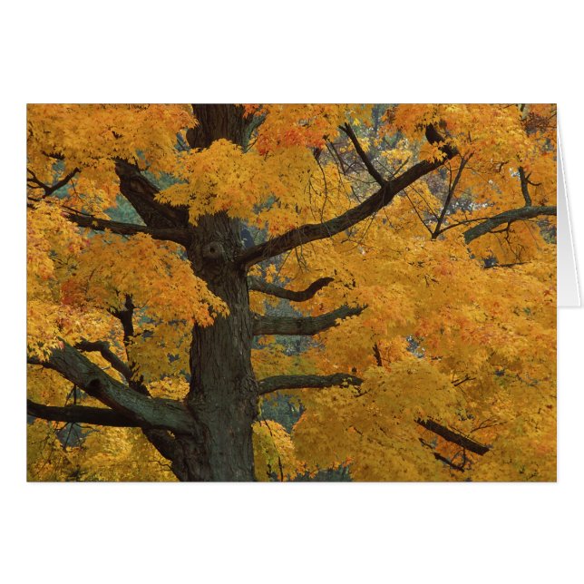 EE. UU., Michigan, Primer plano del árbol de arce  (Anverso (Horizontal))
