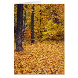 EE. UU., Missouri, condado de Boone, Maple Forest