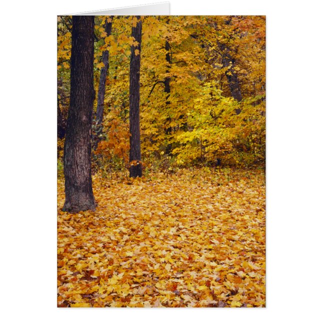 EE. UU., Missouri, condado de Boone, Maple Forest  (Frente)