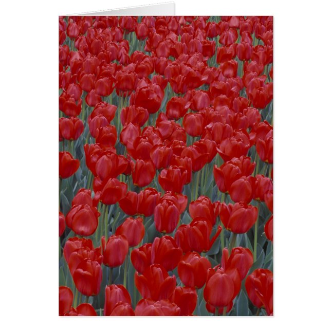 EE. UU., Ohio, Cincinnati. Lecho de tulipanes rojo (Frente)