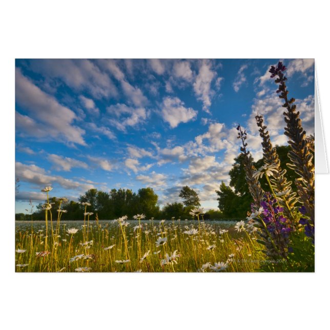EE.UU., Oregon, condado de Marion, Meadow con (Anverso (Horizontal))