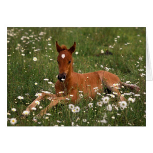 EE.UU., Oregón, Pony árabe.