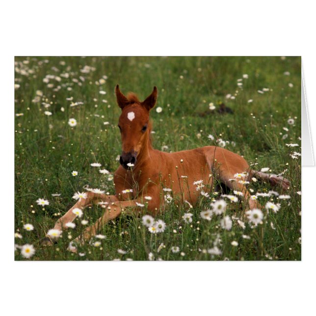 EE.UU., Oregón, Pony árabe. (Anverso (Horizontal))