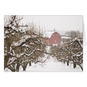 EE.UU., Oregón, río Hood. Manzana cubierta de niev