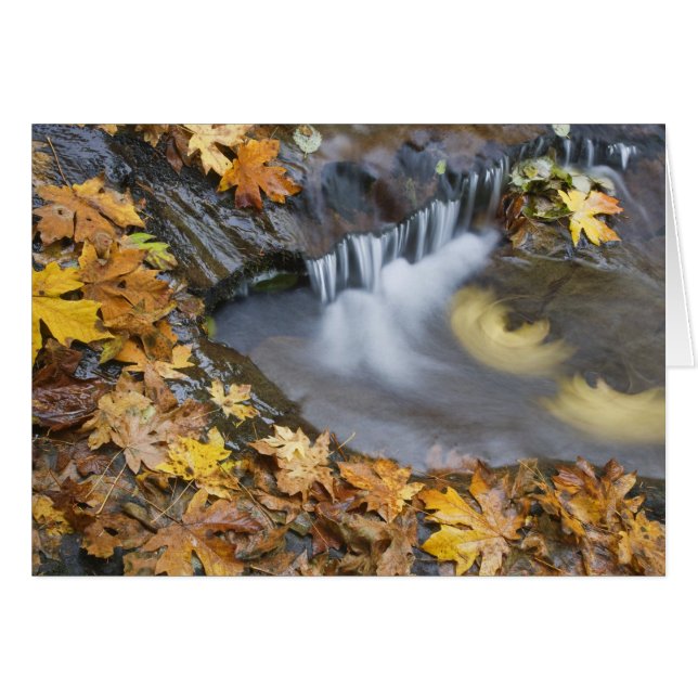 EE. UU., Oregón, Sweet Creek. Hojas de arce caídas (Anverso (Horizontal))