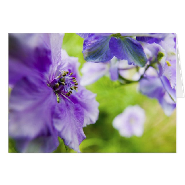 EE. UU., Oregón, Valle de Willamette, Larkspur Clo (Anverso (Horizontal))