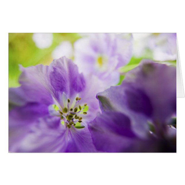 EE. UU., Oregón, Valle de Willamette, Larkspur Clo (Anverso (Horizontal))