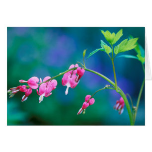 EE. UU., Pensilvania. Flores de corazón sangrante