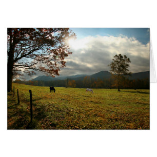 EE. UU., Tennessee. Caballos en el valle de Cades