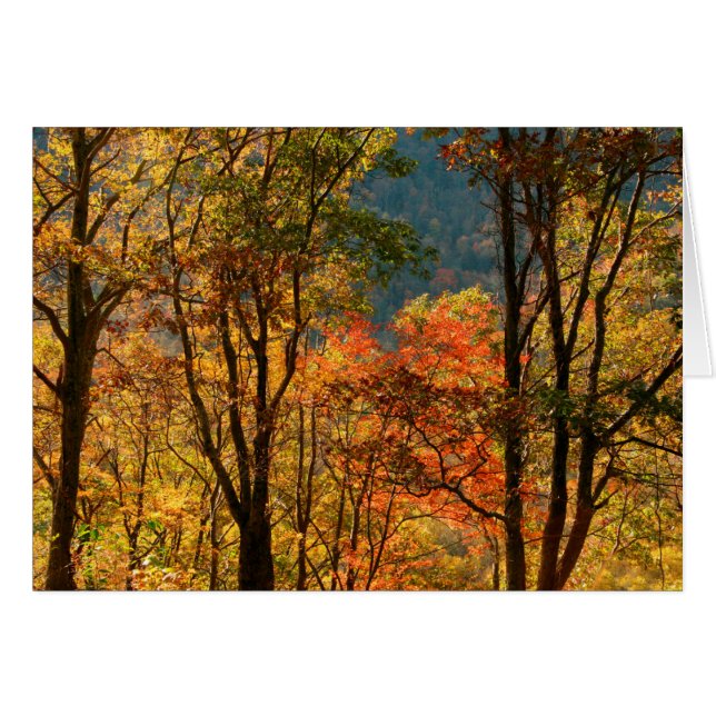 EE. UU., Tennessee. Follaje de otoño (Anverso (Horizontal))