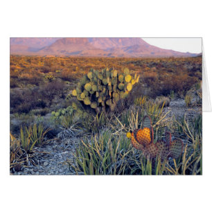 EE. UU., Texas, Big Bend NP. Un anochecer arenoso