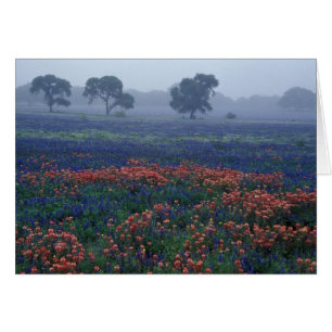 EE. UU., Texas, cerca de Lytle Fog, robles, blue b