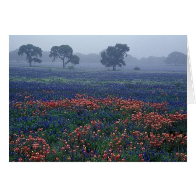EE. UU., Texas, cerca de Lytle Fog, robles, blue b (Anverso (Horizontal))