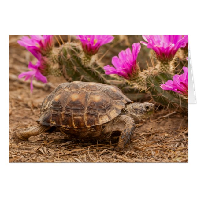 EE. UU., Texas, condado de Hidalgo. Tortuga (Anverso (Horizontal))