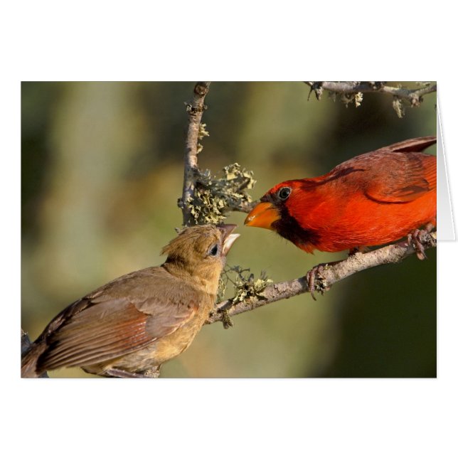 EE.UU., Texas, Rio Grande Valley, McAllen. Matizad (Anverso (Horizontal))